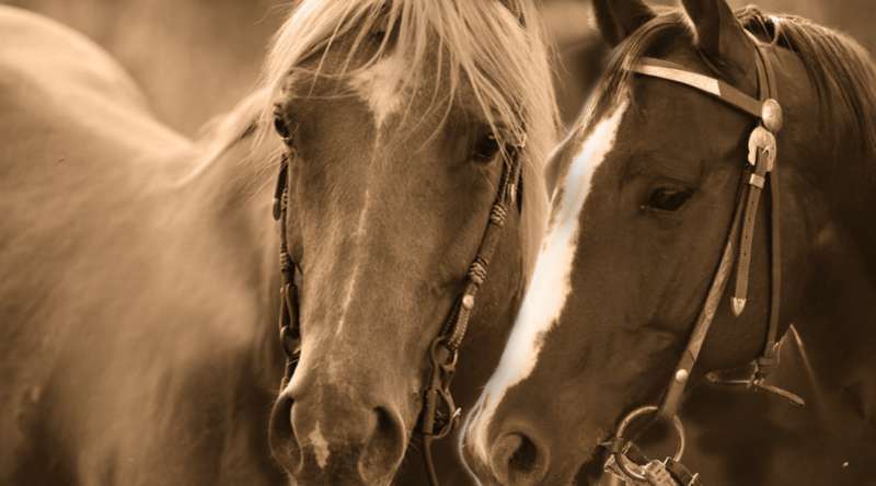 התפתחות אישית - יחסים בין אישיים | לימוד רכיבה על סוסים 