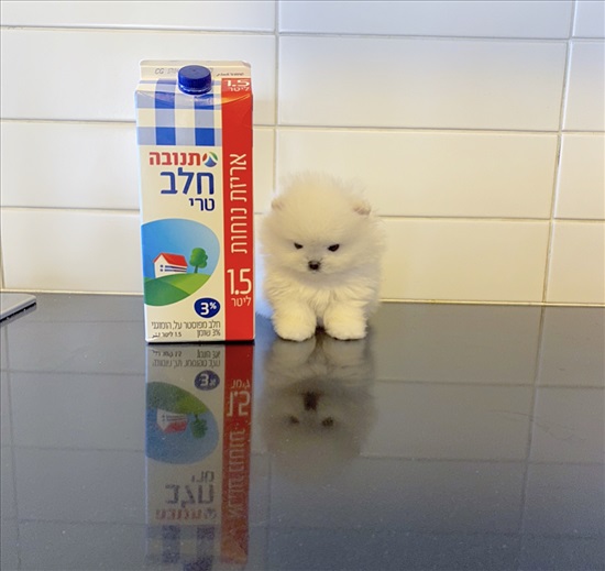 תמונה 2 ,כלבים פומרניאן    פומרניין למכירה בקרית אונו