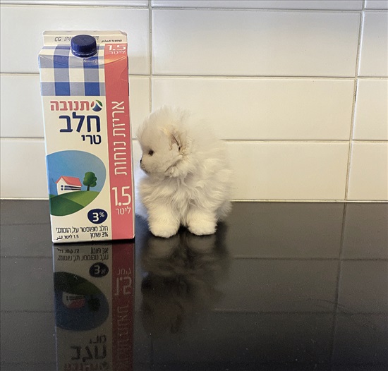 תמונה 4 ,כלבים פומרניאן    פומרניין למכירה בקרית אונו
