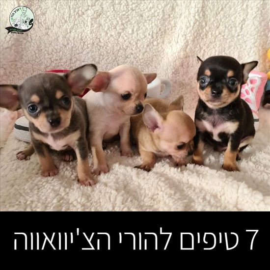 תמונה 1 ,כלבים צ`יוואווה   ציוואווה מיני מיני מהיפים בארץ למכירה באשקלון