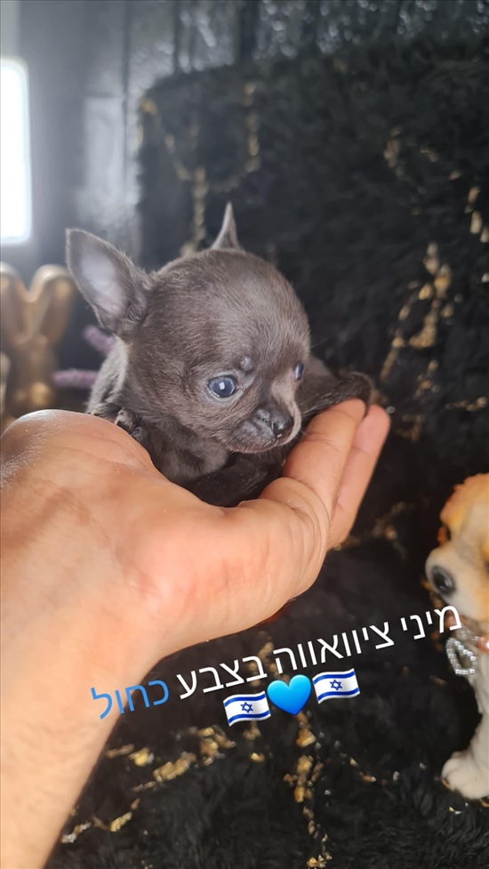 תמונה 5 ,כלבים צ`יוואווה   ציוואווה מיני מיני מהיפים בארץ למכירה באשקלון
