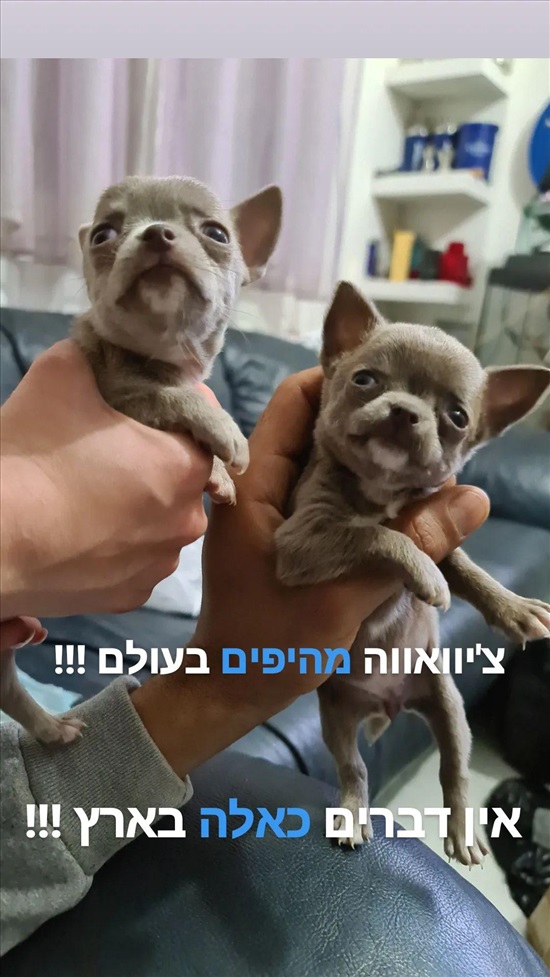 תמונה 7 ,כלבים צ`יוואווה   ציוואווה מיני מיני מהיפים בארץ למכירה באשקלון