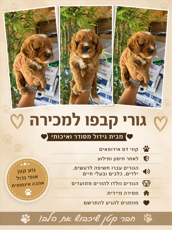 תמונה 4 ,כלבים קבפו   קבפו למכירה בהרצליה
