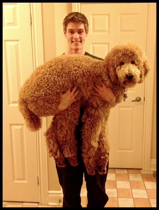 תמונה 2 ,כלבים פודל   פודל גדול למכירה בתל אביב