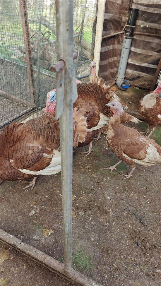 תמונה 4 ,תרנגולים אורפינגטון   תרנגולות גזעייות למכירה במשמר איילון