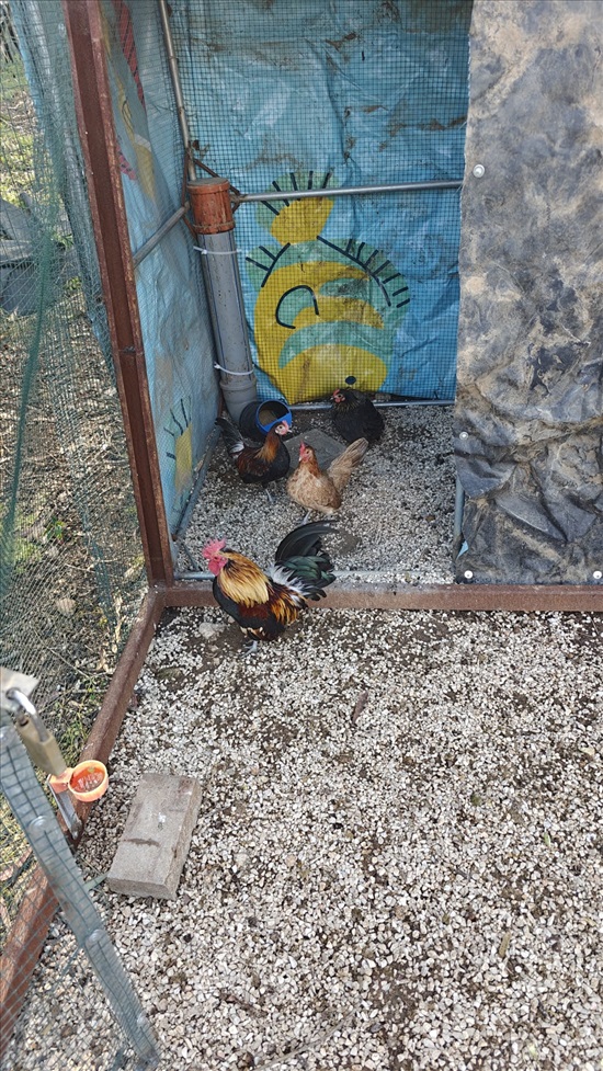 תמונה 6 ,תרנגולים אורפינגטון   תרנגולות גזעייות למכירה במשמר איילון