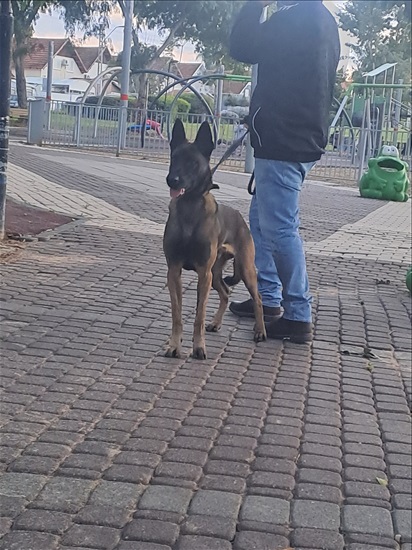 תמונה 2 ,כלבים רועה בלגי   ריי לשידוך בחדרה