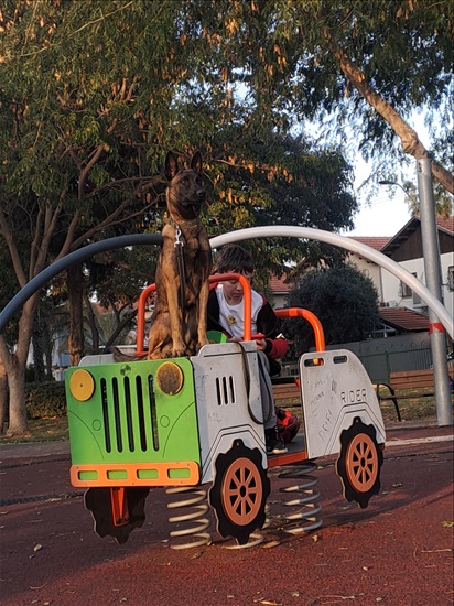 תמונה 3 ,כלבים רועה בלגי   ריי לשידוך בחדרה
