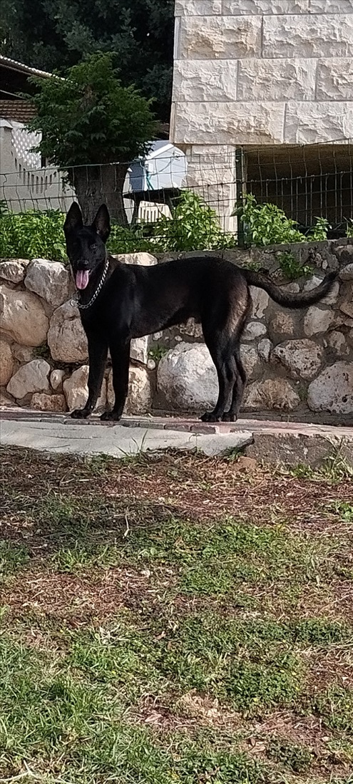 תמונה 1 ,כלבים רועה בלגי   דום למסירה בחיפה
