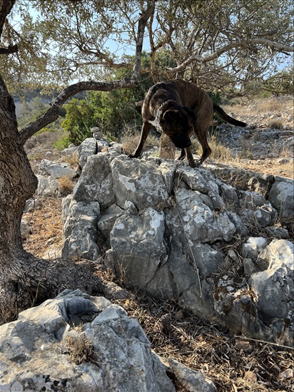 תמונה 4 ,כלבים קאנה קורסו   ג׳יימס למסירה בשערי ת