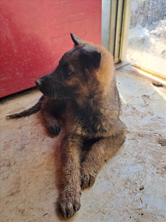 תמונה 7 ,כלבים רועה גרמני   3 גורות למכירה בנמרוד