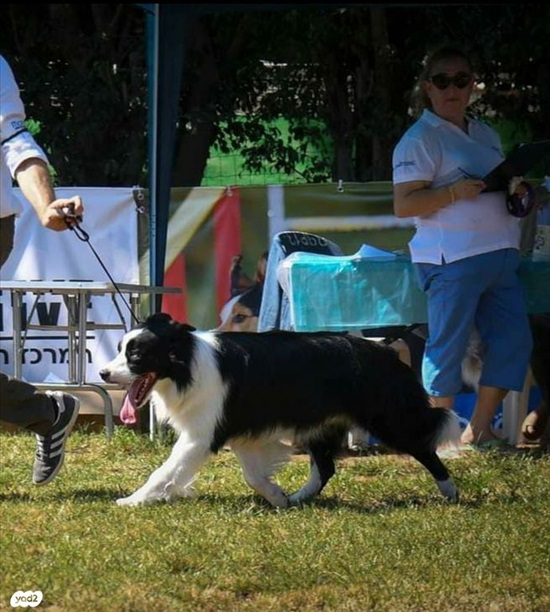 תמונה 6 ,כלבים בורדר קולי   מוש למכירה ברמת צבי