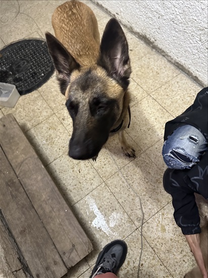 תמונה 1 ,כלבים רועה בלגי   אין עדיין שם למכירה בבת ים