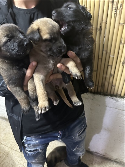 תמונה 4 ,כלבים רועה בלגי   אין עדיין שם למכירה בבת ים
