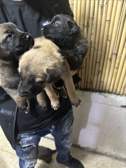 תמונה 3 ,כלבים רועה בלגי   אין עדיין שם למכירה בבת ים