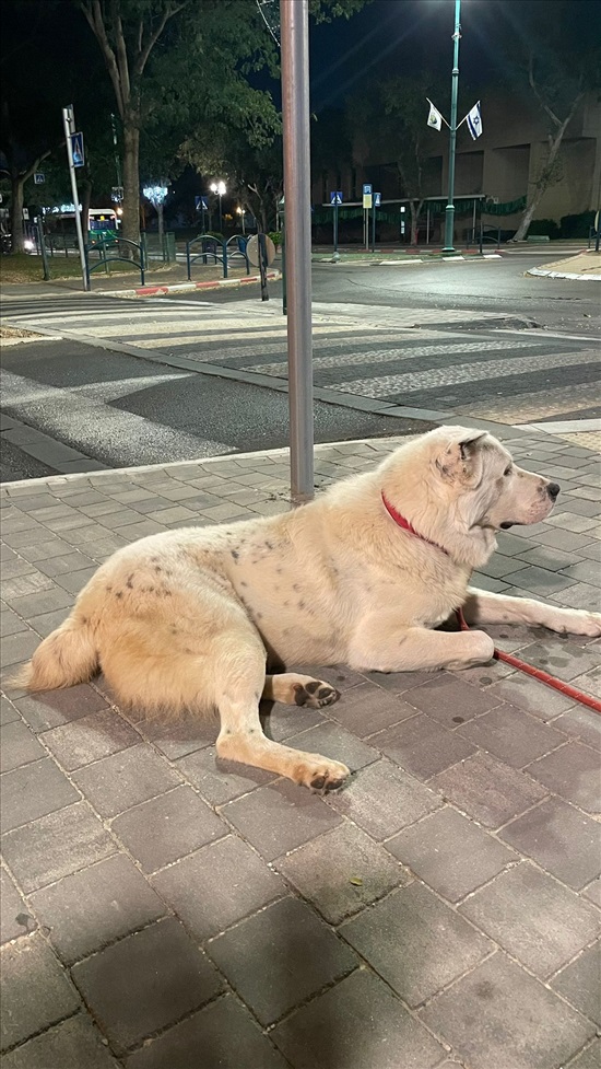 תמונה 1 ,כלבים רועה אסיאתי   צ׳ירו  למסירה בקרית ים