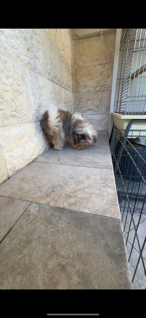 תמונה 4 ,כלבים שיצו   גורים למכירה בירושלים