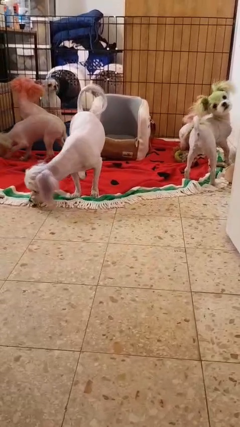 תמונה 7 ,כלבים מלטיפו   רמה גבוהה  למכירה בכרמיאל