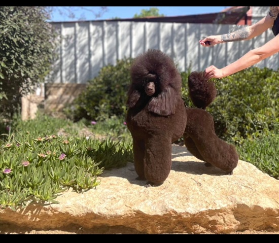 תמונה 5 ,כלבים פודל   פודל בנוני צבע שוקולד.  למכירה באור עקיבא