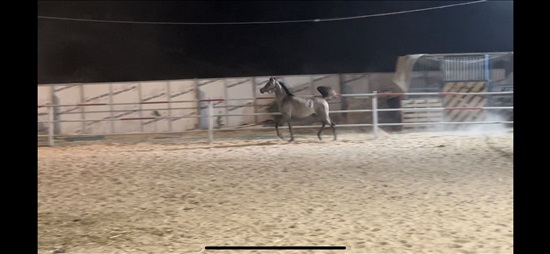 תמונה 2 ,סוסים ערבי   מוסטפה עלאין למכירה בבית ספאפא