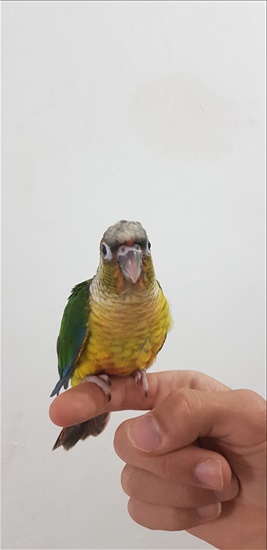 תמונה 3 ,תוכים ובעלי כנף קוניורים   גרינצקים למכירה בצפת