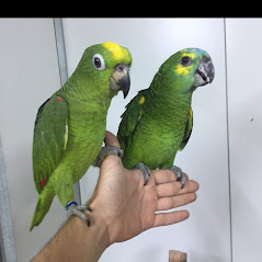 תמונה 2 ,תוכים ובעלי כנף ז`אקו   ז'אקו למכירה בפתחיה
