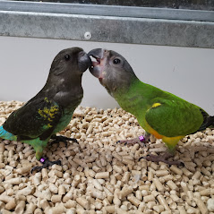 תמונה 8 ,תוכים ובעלי כנף ז`אקו   ז'אקו למכירה בפתחיה