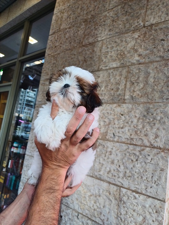 תמונה 6 ,כלבים שיצו   שי צו למכירה בנתניה