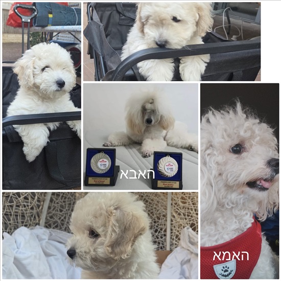 תמונה 6 ,כלבים פודל    פודל  בירושלים