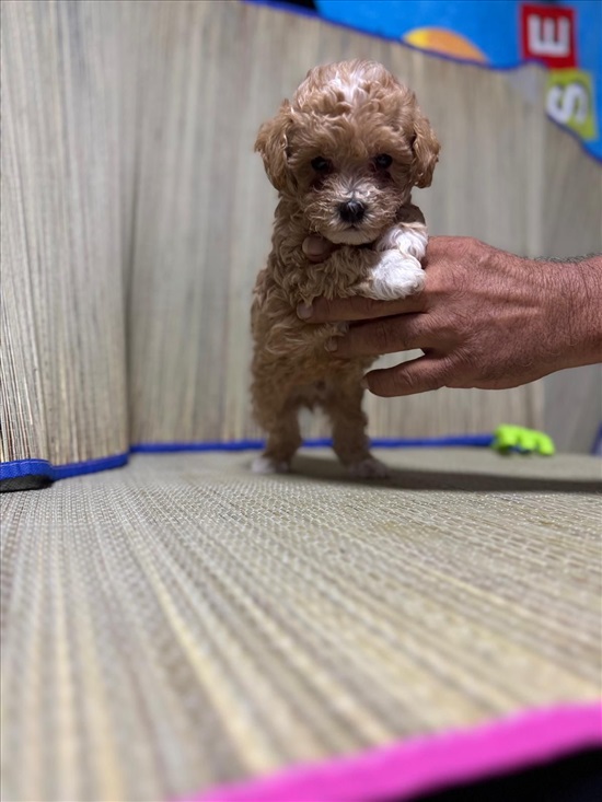 תמונה 1 ,כלבים מלטיפו   גורי מלטיפו למכירה בתל אביב