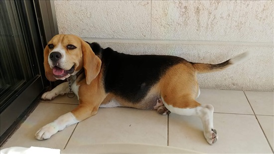 תמונה 2 ,כלבים ביגל   לולה למסירה בתל אביב - יפו