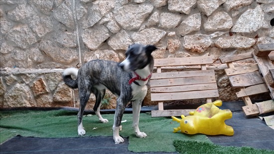 תמונה 1 ,כלבים רועה הולנדי   צ'יל למסירה בעץ אפרים