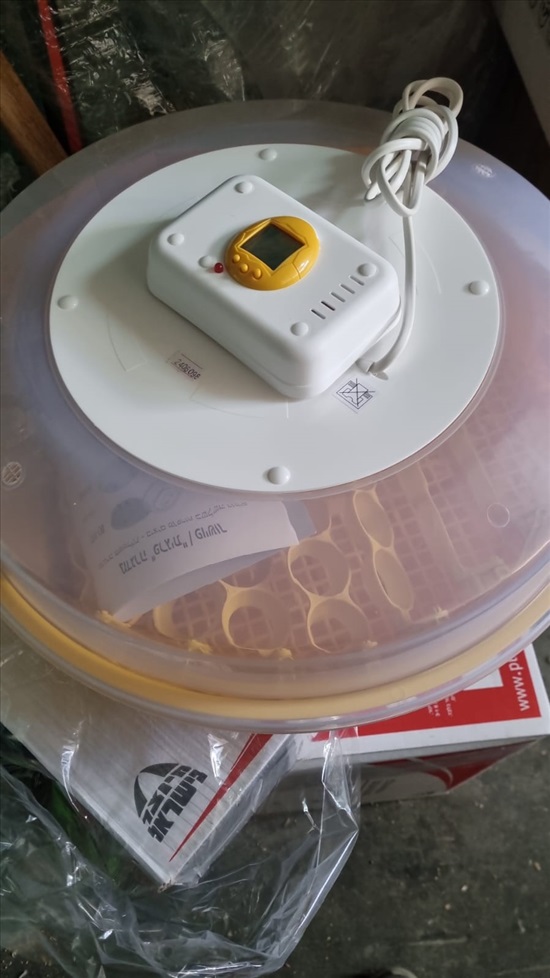 תמונה 1 ,תרנגולים בלאדי   מדגרה למכירה באופקים