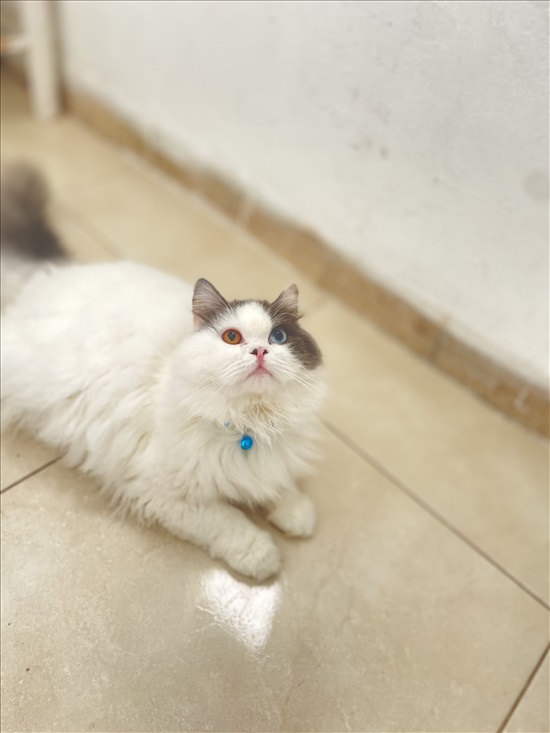 תמונה 2 ,חתולים סקוטי   סקוטי שיער ארוך לשידוך בחיפה