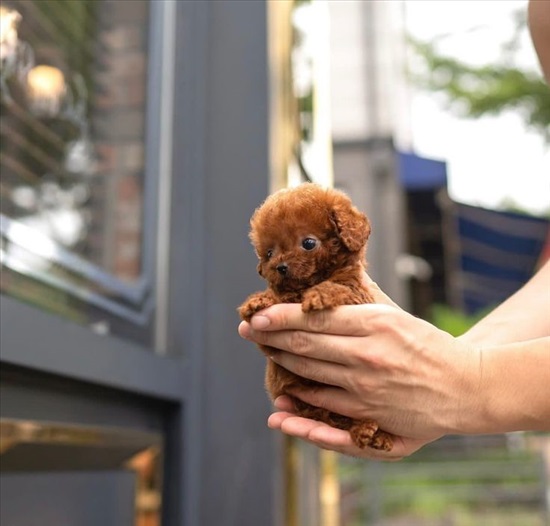 תמונה 1 ,כלבים פודל טוי   פודל למכירה באביגדור