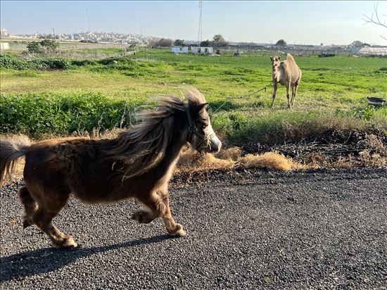 תמונה 2 ,סוסים מקומי   זוג סוסים מיניאטורים  למכירה בנתניה