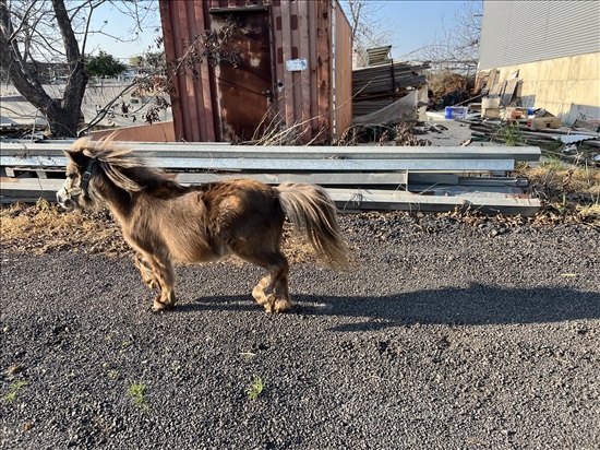 תמונה 4 ,סוסים מקומי   זוג סוסים מיניאטורים  למכירה בנתניה