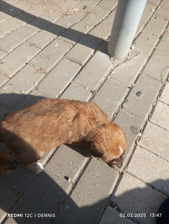 תמונה 1 ,כלבים מעורב   גור למסירה בבית שאן
