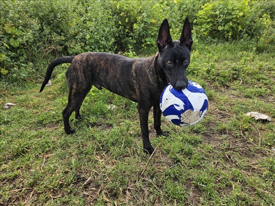 תמונה 10 ,כלבים רועה בלגי   מלינואה למכירה בעכו