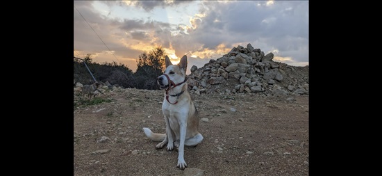 תמונה 1 ,כלבים האסקי סיבירי   נונה למסירה בהררית