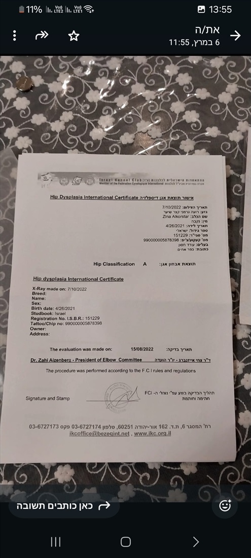 תמונה 6 ,כלבים רועה גרמני   חץ למכירה ברחובות