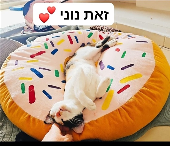 תמונה 3 ,חתולים אחר   נוני טייגר פיקסי  לשידוך בקרית אונו