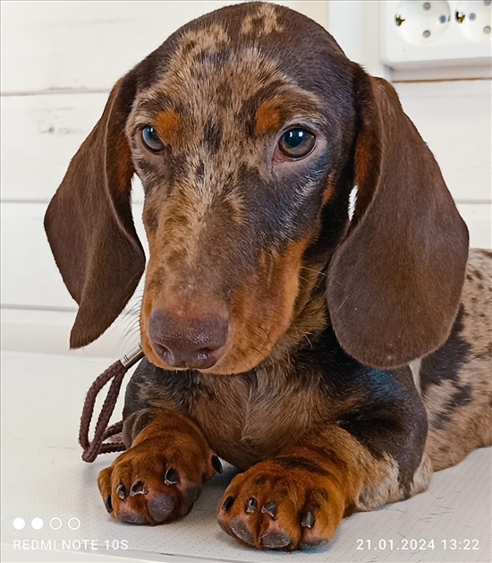 תמונה 1 ,כלבים תחש (דקל)   שוני לשידוך ברמת השרון