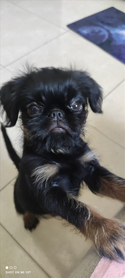 תמונה 7 ,כלבים אחר   Griffon Belgiskiy למסירה בKirat am