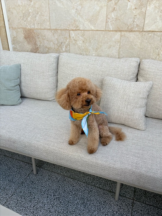 תמונה 1 ,כלבים פודל טוי   גורים לשידוך בחולון