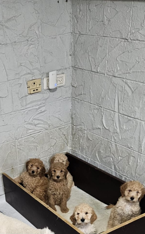 תמונה 3 ,כלבים פודל   פודל קינג למכירה בחבצלת השרון