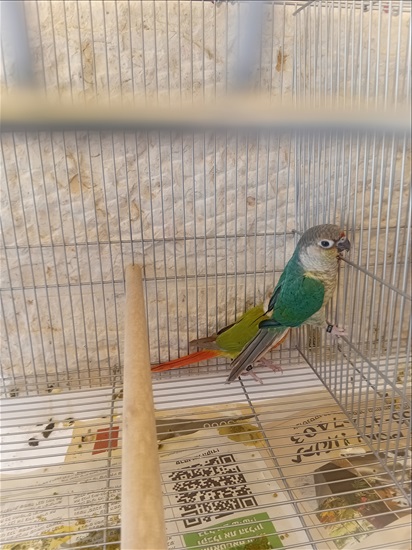 תמונה 2 ,תוכים ובעלי כנף קוניורים   גרינצ'קים מבחר צבעים למכירה בקרית מלאכי