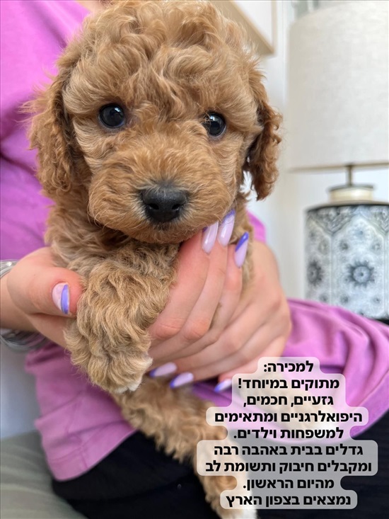 תמונה 1 ,כלבים פודל   Maggie למכירה בביריה