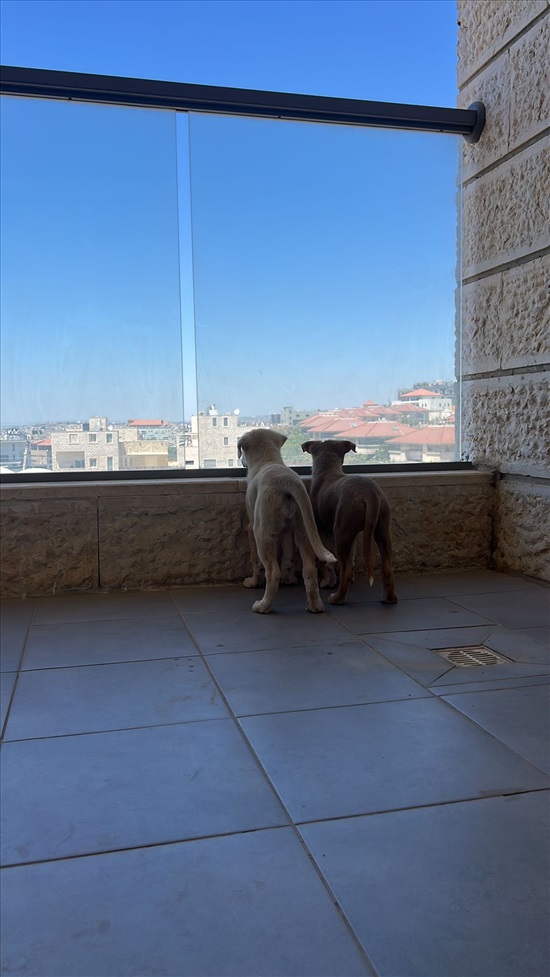תמונה 4 ,כלבים מעורב   סולי ואסטא למסירה בכפר סבא