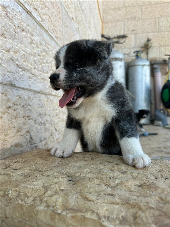 תמונה 6 ,כלבים אקיטה יפני   גריי למכירה באדרת